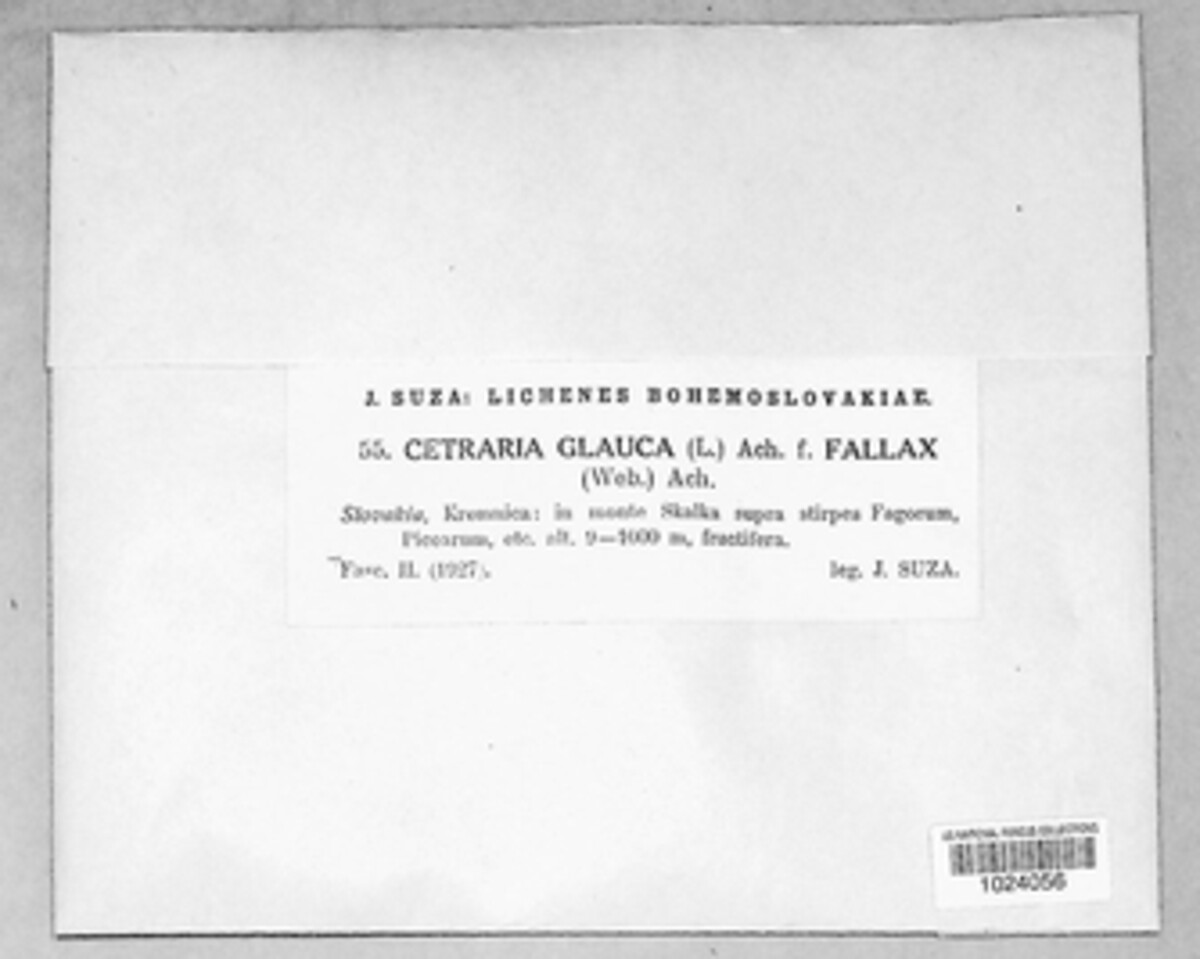 Platismatia glauca image